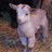 gingergoats