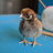 ChickadeeNMe