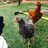 Karen4Chicks