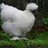 the Silkie