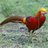 Pheasant23