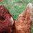 chickenflower