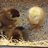 Twitterchick