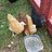 Yard Birds23