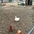 rosieredbantam