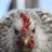 Chook Kingdom