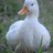 CallMeQuackers