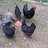 Shalomychicks