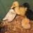 ducksarecutest
