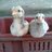 Belle Chickens