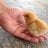 Chick Magnet13