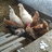 79chickalady