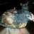 ChickyKitty85