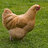 chickennomz