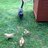 ChicksBeCluckin