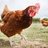 Chickenlover380