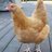 Chickenman86