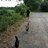 Mother Hen 7