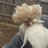 lytrchick