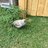 Chicken Crib