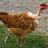 Chicken Pickins