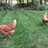 906Chicks