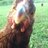 ChickenLady143