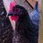 heartmychicks