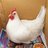Mychickenlove