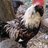 Ravie33