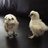 LovelySilkies