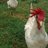 2CityChickens