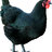 ramsom11