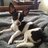 ChihuahuaChels
