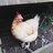 theHappyEgg