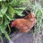 gogochook