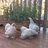 goose12