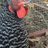 chickenlady04