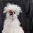 SilkieObsessed