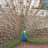 AmericanPeafowl