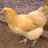 FondduLac hens