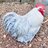 Bellechick