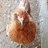 me and chickens