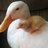 DuckyLuv4