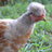 chickens591