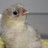 chookie girl