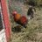 Chickento