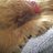 chloeclear