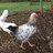 chickensticks