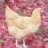 chickchick